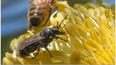 Native Tasmanian bees shun the hive life for bachelorette pads and cuddle puddles