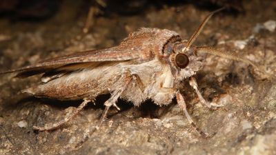 Researchers uncover extraordinary navigation skills of bogong moths in NSW Snowy Mountains