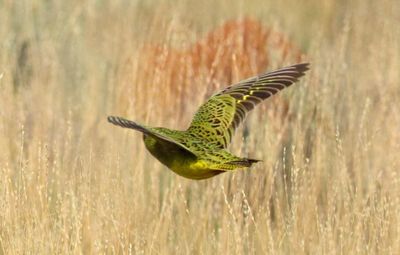 Indigenous knowledge helps fight to save the endangered night parrot take wing