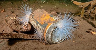 Heartbreaking images show Scotland's sea creatures forced to use litter as homes