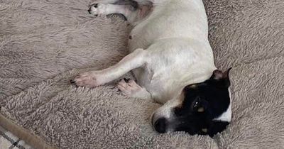Beloved Jack Russell dog dies after adder bite in woods