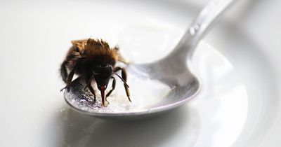 People warned leaving sugar water out for bees can have 'devastating' consequences