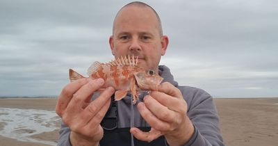 'Rare' venomous fish found in Mersey