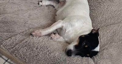 Jack Russell dies after being bitten by adder on walk as heartbroken owner issues warning