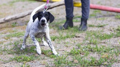 Is your dog leash reactive? Then you need this trainer’s simple tip for a stress-free walk