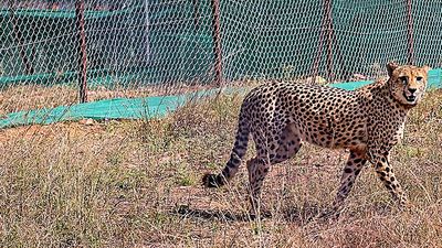 Three more cheetahs released into wild at MP's Kuno National Park; count rises to six