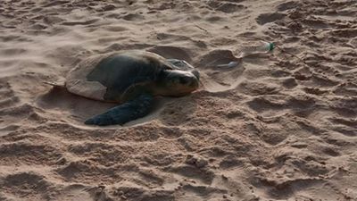 Olive Ridley hatching season ends on happy note, over 1,000 hatchlings reach Arabian Sea