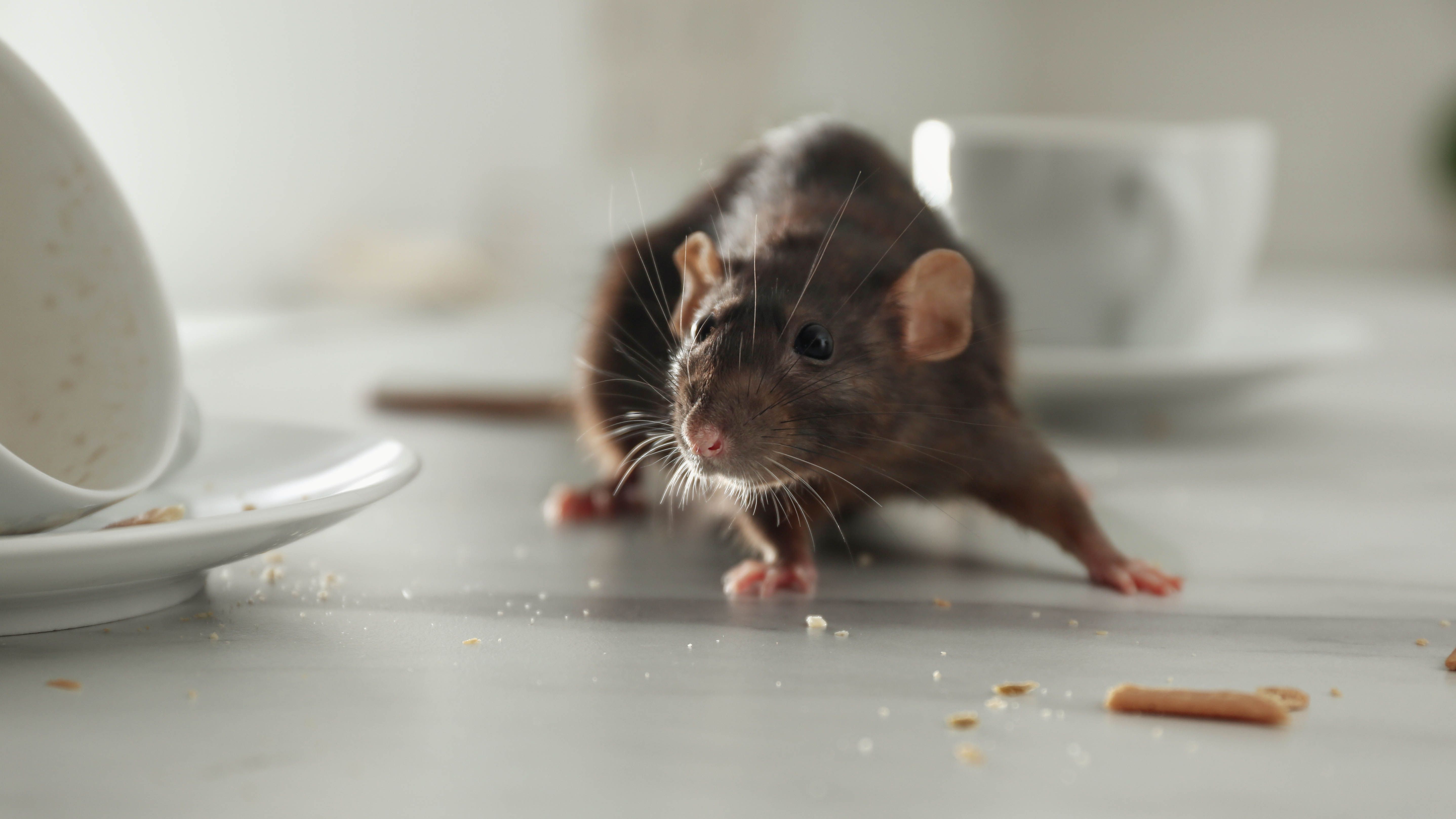 how-to-get-rid-of-rats-quickly-and-safely