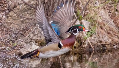 Chicago outdoors: Chicago wood duck taking flight, boat-tailed grackle, morel season recap