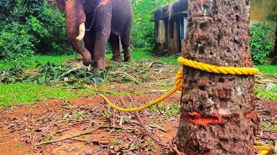 Elephant in chains attacked by wild herd