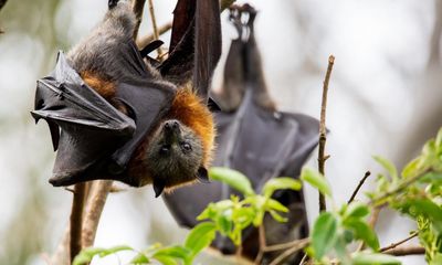 Covid-resistant bats could be key to fighting the next pandemic