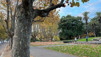 City of Melbourne's Urban Forest project still attracting weekly love letters to trees