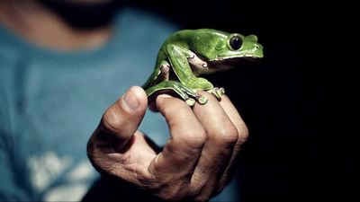 What two NSW coronial inquests have taught us about kambo and why people use the South American frog poison