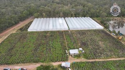 More than $23 million worth of cannabis seized by police from Coominya property in Queensland's Somerset region