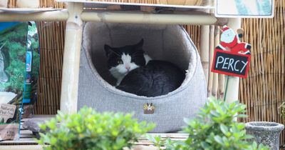 Cats providing therapy after making popular Nottingham garden centre their home