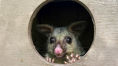 Nesting boxes with infrared, radio technology to help save vulnerable native animals on Sunshine Coast