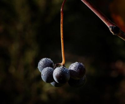 The red wine grape that conquered the world