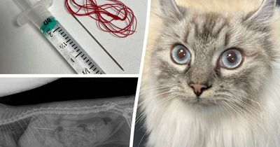 Cat swallowed needle and thread in '20 or 30 seconds'