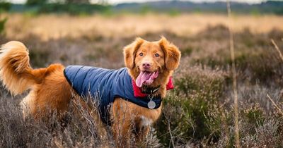 The best dog walks in Greater Manchester ending with a café