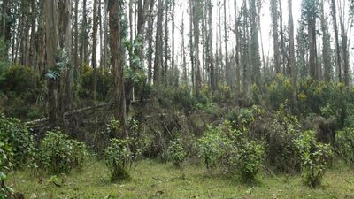 Concerns raised over planting of exotic trees along stream near Kotagiri