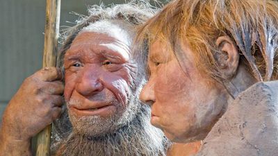 Explained | Are Neanderthals to blame for the long and short of the human nose?
