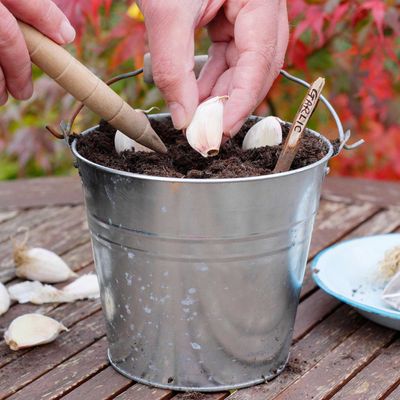 How to grow garlic in pots – indoors or out