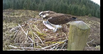 Osprey eggs expected to hatch next week in Kielder - with one expectant pair already mother and son