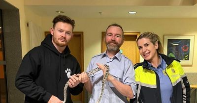 Gardai in Irishtown looking to reunite exotic corn snake with owner