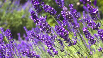 ‘Drainage is essential’ when growing lavender in pots – expert tips for healthy container plants