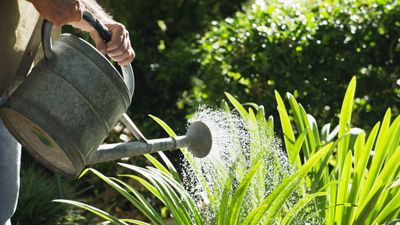 8 garden watering mistakes that can harm your plants – and how garden experts avoid making them