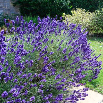 Monty Don reveals the exact moment you should be cutting back your lavender - and you’ll need to act fast