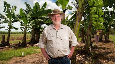 First genetically modified banana being assessed by regulators