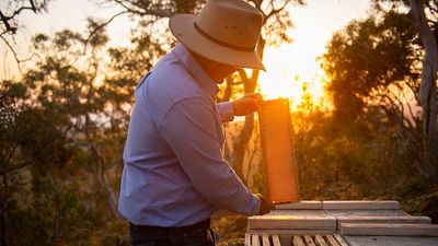 Australian manuka honey producers successfully block New Zealand trademark attempt again