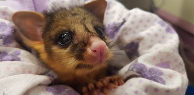 With hundreds of call-outs every day, wildlife rescue services can help us understand the threats to our native animals