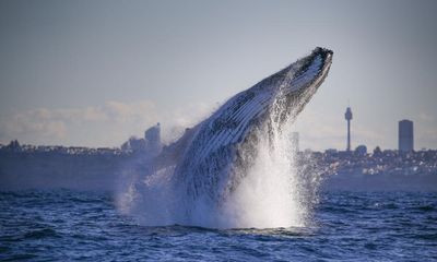 Young humpbacks ‘full of beans’ as whale-watching season takes off in Sydney