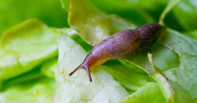 Warning not to kill slugs or snails in your garden - or use slug pellets