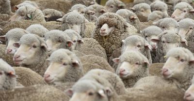 New Zealand sheep outnumber people less than 5 to 1, a record low