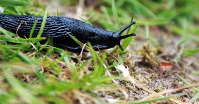 How to get rid of slugs as gardeners warned they shouldn't be killed