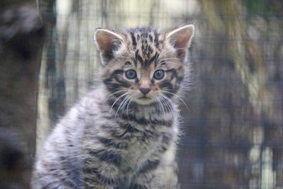 Endangered Scottish wildcat kittens born at Highland Wildlife Park