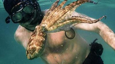 Animal rights activists protest octopus farm plans in Spain