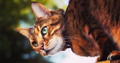 Simple gardener's trick stops cats from pooing and ruining plants from just 30p