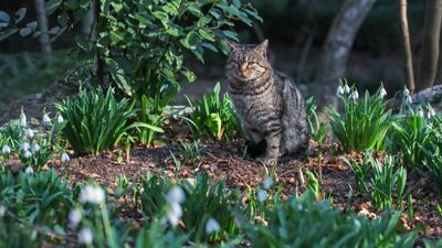 7 plants that repel cats and keep them out of your yard