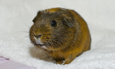 The pet I’ll never forget: I spent £2,000 on Ruby the guinea pig’s hysterectomy – and I don’t regret a penny