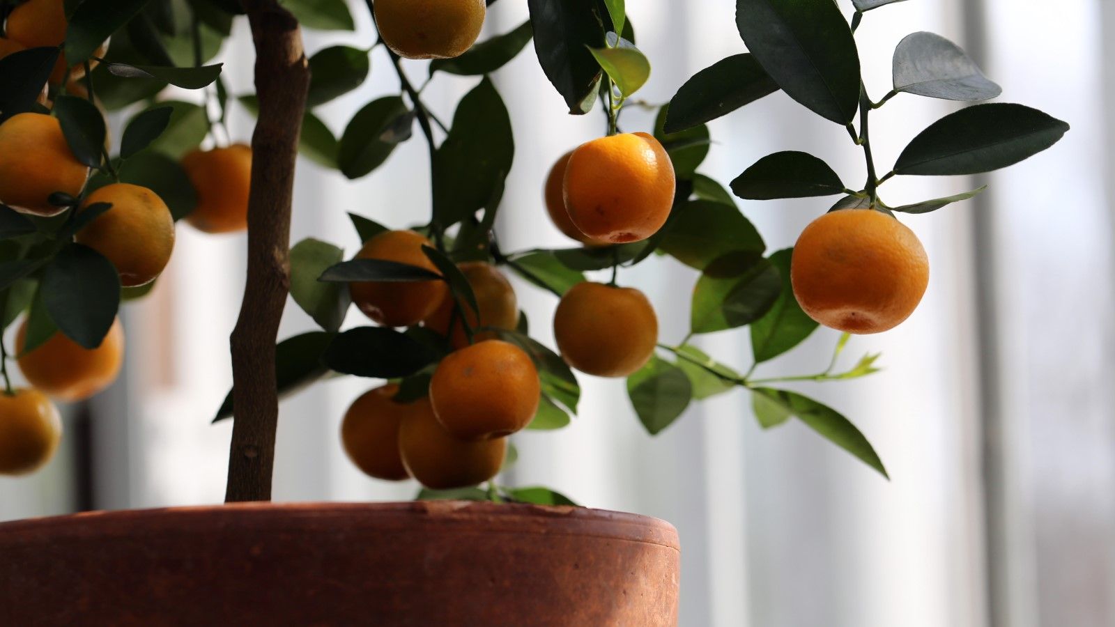 10 fruit trees you can grow indoors for fantastic…