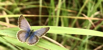 Butterfly behaviour shows ways to protect natural habitats in a rapidly changing world