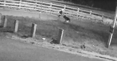 Man kicks dog and hangs it by its lead on fence in shocking attack caught on CCTV