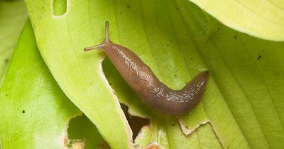 Gardeners urged not to kill slugs and snails or use pest control pellets