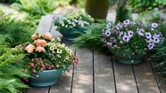 Best Flowers For Pots In Shade 7 Container Gardening 