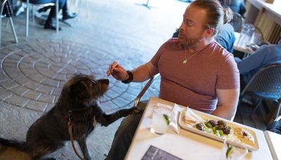 More dogs welcomed in outdoor dining spaces, but not everyone is happy