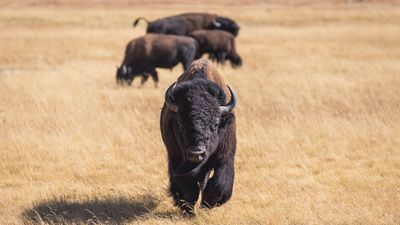 Yellowstone tourist learns the hard way why you don't stick a phone in a bison's face